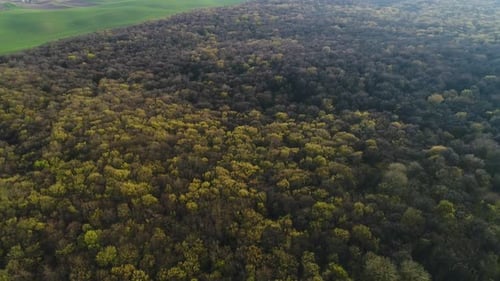 Flight Over the Tops of Spring Trees of the Ukrainian Forest