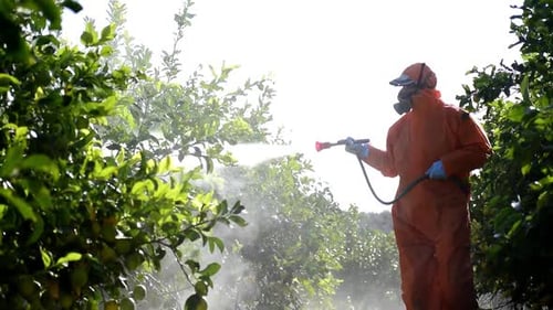 Man spraying toxic pesticides, pesticide, insecticides on fruit lemon growing plantation