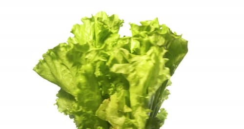 Rotating Fresh Green Lettuce on a White Background