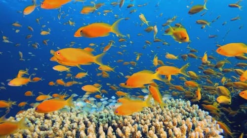 Colourful Fish