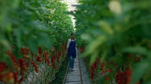 Agronomist Team Checking Vegetables Eco Tomatoes in Modern Plantation House