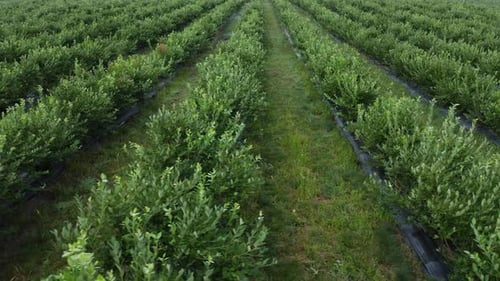 Green Field of Blueberry Plantation in the Sunny Day. Blueberries Before Harvest. Aerial Footage