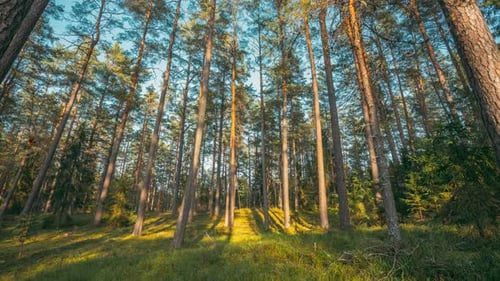 Berezinsky Biosphere Reserve Belarus Europe