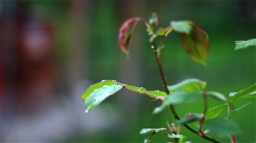 Close Up of Leafy Plant in Gentle Rain