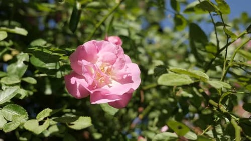 Shallow DOF pink Rosa miniature flower 3840X2160 UltraHD footage - Hybrid rose plant details 2160