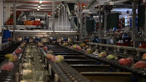 Mangoes Moving Along Conveyor Belt in Factory
