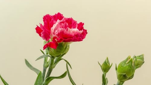 Carnation Blossom Time Lapse