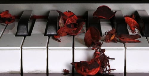 Dry Rose Leaves on Piano