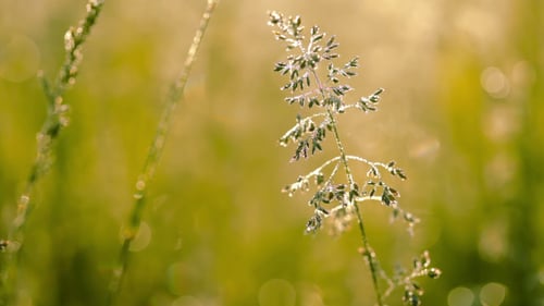 Tau auf dem Gras