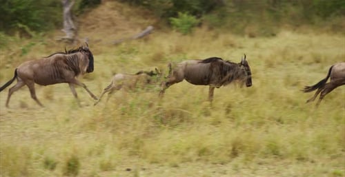 Wildebeest Family Gallops Across the Savanna