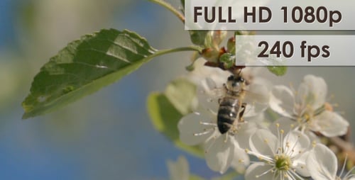 Bee Pollinating Flowers in Springtime Close-Up