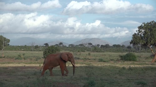 Elefantenfamilie unterwegs. Wildtiere in der Savanne, Kenia, Afrika. Herdenfütterung afrikanischer Elefanten