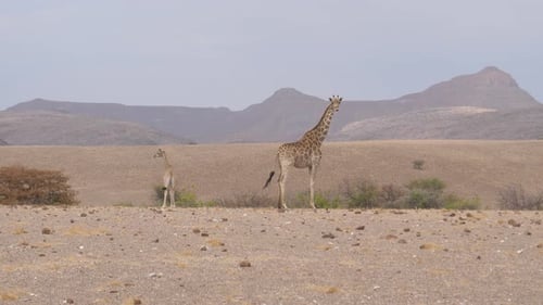 Mother and baby giraffe standing together on a dry savanna