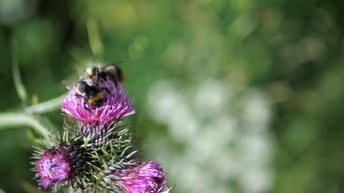 Bee Pollinating Purple Thistle Flower in Close Up
