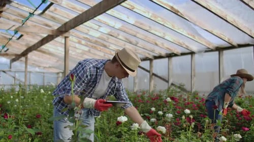 Rose Greenhouse Workers Cultivating Beautiful Roses