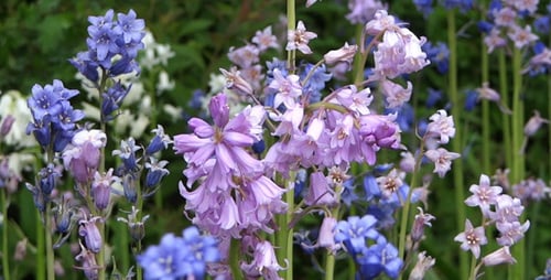 Romantic Garden Bell Flowers