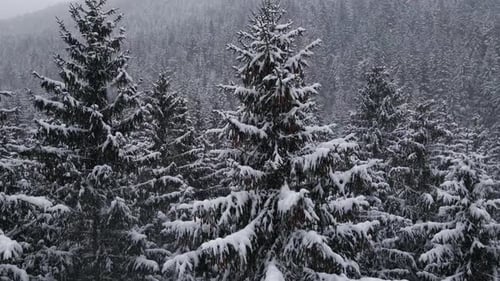 Winter Forest Snow Carpathian Pine Trees Landscape Aerial Drone Video