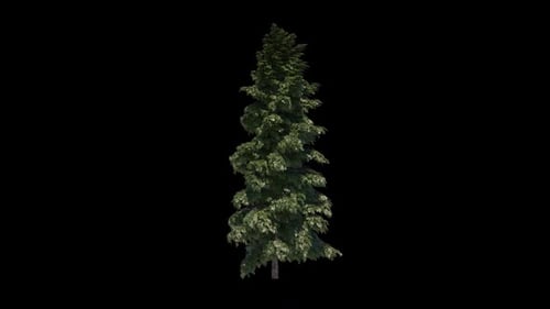 Kiefernbaum Abries Grandis Grow HD