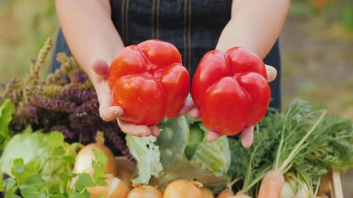 Farmer's Hands Are Holding Two Raw Sweet Red Peppers