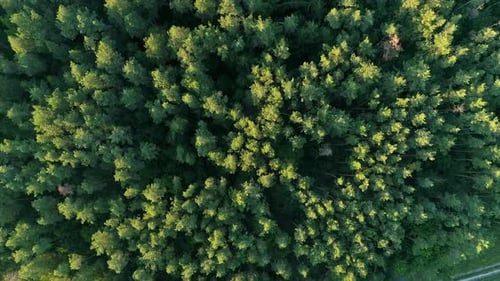 Aerial Top View Summer Forest in Sunny Day Drone Flying Over Green Trees