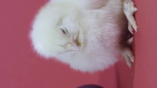 Fluffy Yellow Chick Resting in a Close Up Shot