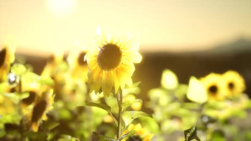 Sunflower Field on a Warm Summer Evening