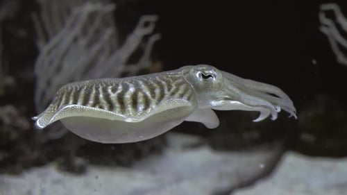 Underwater View of Commom Cuttlefish