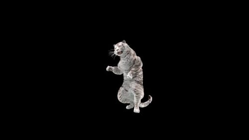 Weißer Tiger tanzt HD