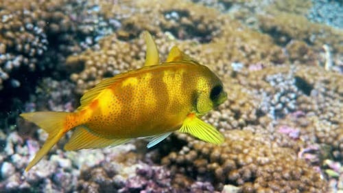 Unterwasservideo von Schnorcheln oder Tauchen auf Meereskorallen Bluespotted Spinefoot