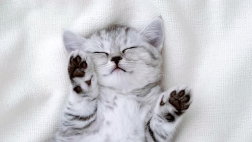 Adorable Gray Kitten Sleeping Peacefully on White Blanket