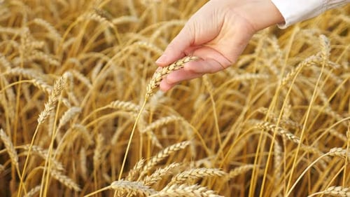 Closeup of a Female Hand with an Ear of Yellow Wheat in a Field