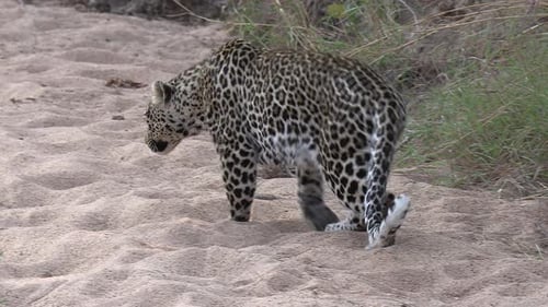 Close view of leopard lying down on soft sand next to tall grass