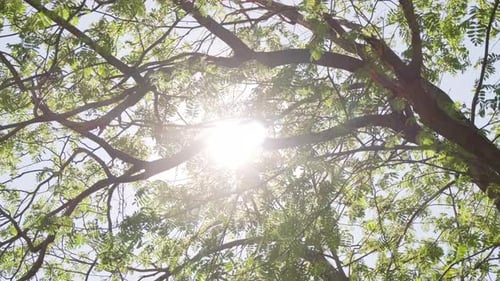 Sunlight Streaming Through Green Tree Canopy