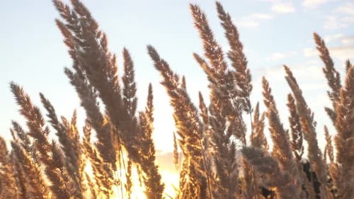 Wheat Grass Bending in Golden Sunset Light