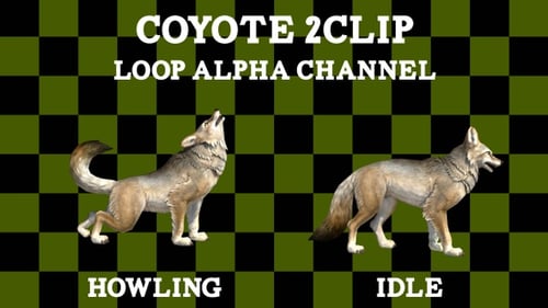 Howling and Idle Coyote Animations with Alpha Channel Loop