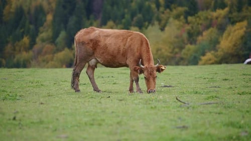 Brown Cow Grazing Peacefully in a Rural Field