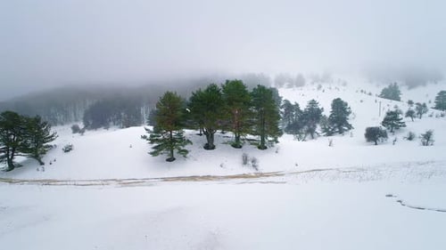 Forest in Winter