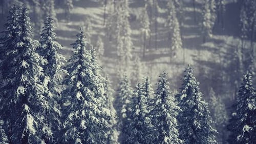 Tranquil Winter Forest with Snow-Covered Pine Trees