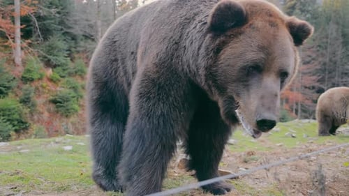 Big Brown Bear Walking on Forest Glade in Autumn