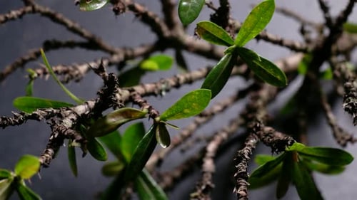 Grünes Blatt in der Natur
