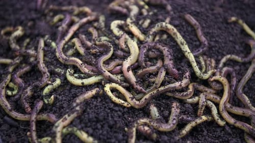Wriggling Worms in Dark Soil