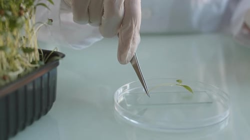 Gloved Hand Placing Sprout onto Microscope Slide