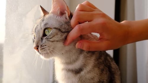 Person Pets Tabby Cat by Window