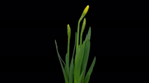 Yellow Daffodil Flowers Blooming Time Lapse