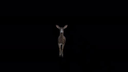 Black Deer Doe Walk Ansicht von vorne