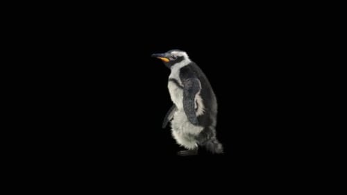 Pinguin tanzend HD