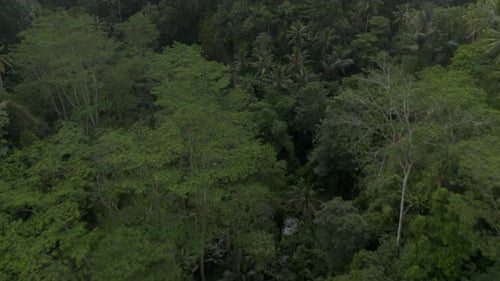 Aerial Dolly View of the Treetops and Canopies of Palm Trees in Dense Lush Tropical Rainforest in