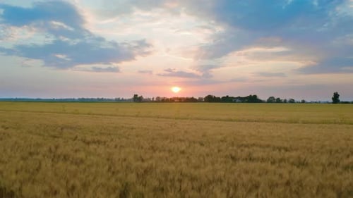 Wheat Field at Sunset