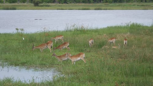 Herd of Antelope near a lake