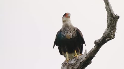 Schnitzelvogel, Caracara mit Haube, Caracara Plancus stationär auf dem Ast thront, langsam graben